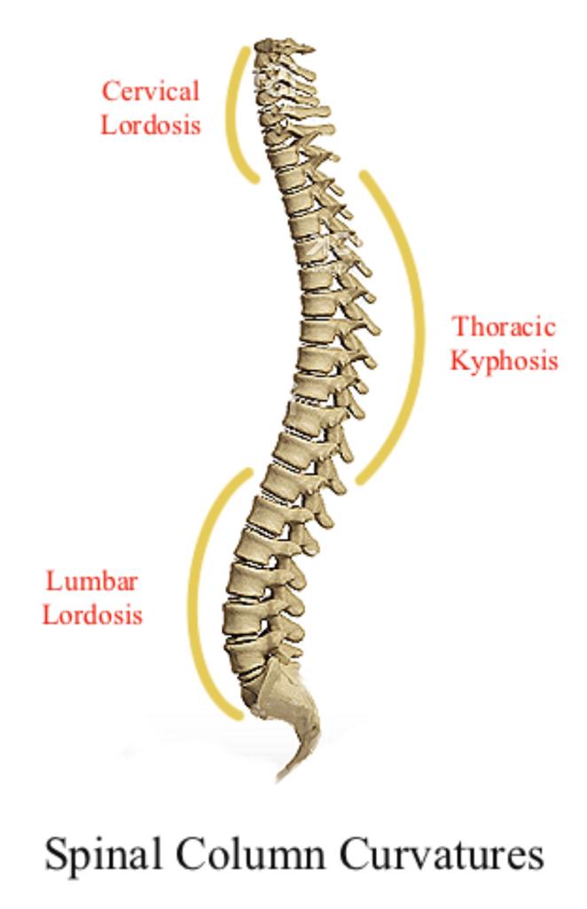 Normal Spine - Best Spine Surgeon In Mumbai